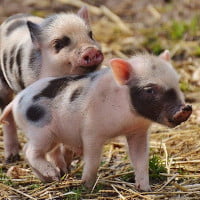 Porc et cochon (Porcin)