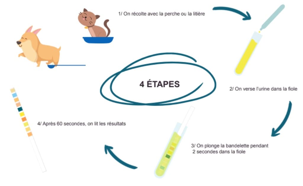 Image des étapes pour faire l'autotest urinaire pour chiens et chats d'Up4pet de Medisur